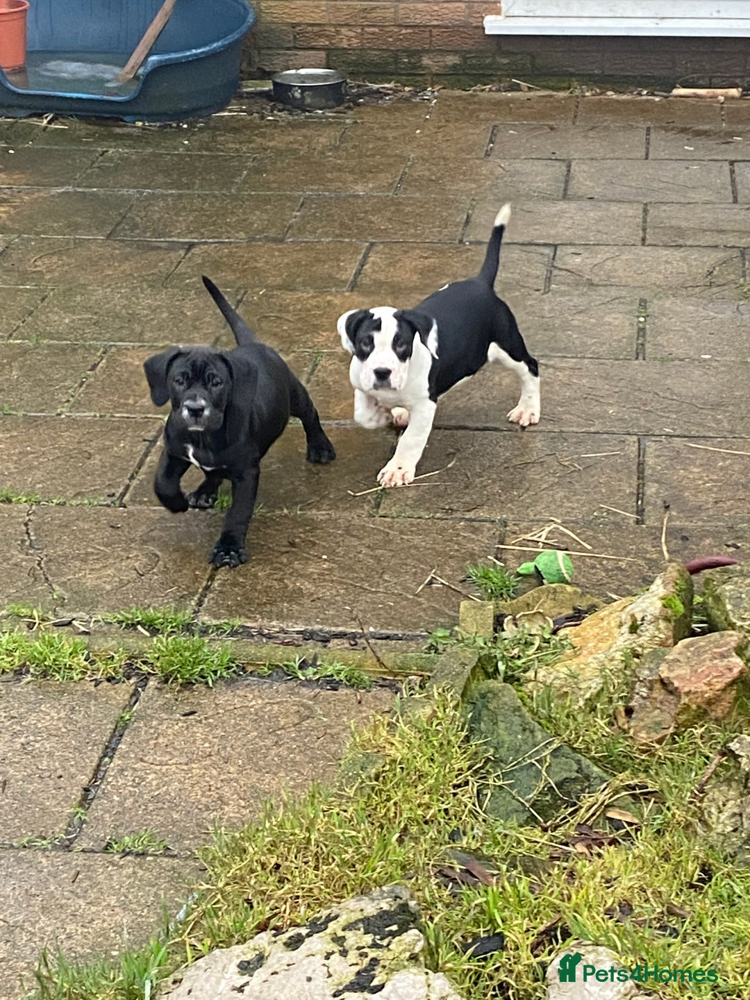 Mixed Breed dogs for sale: Female puppy - 10 weeks old  - Advert 3