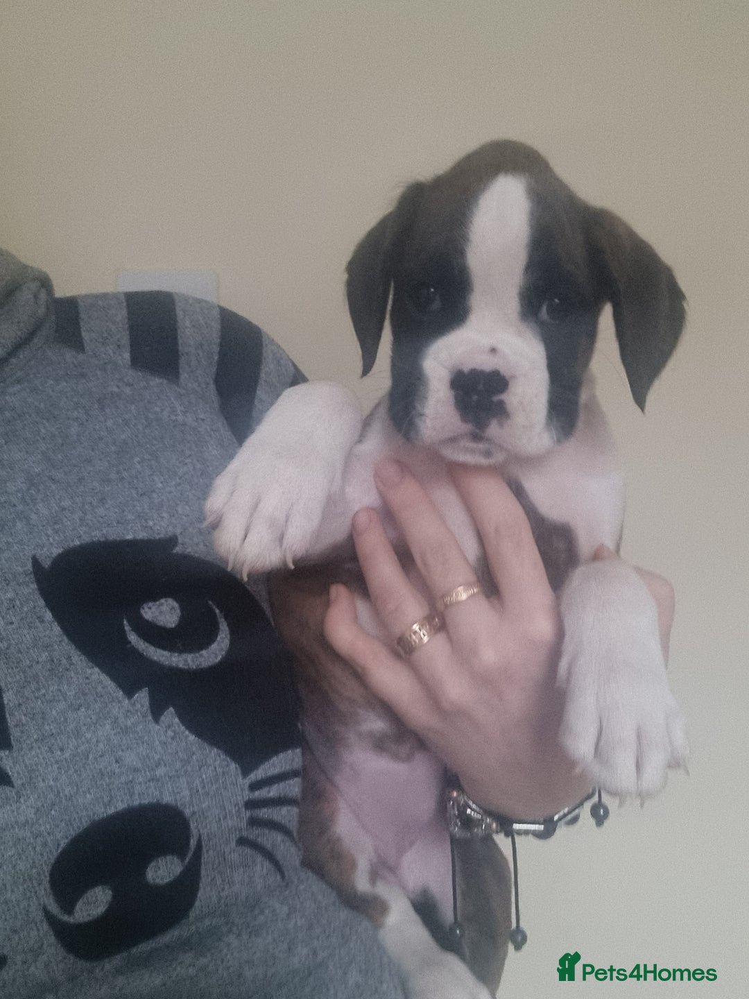 Boxer dogs for sale:   Outstanding  KC Boxer puppies - Advert 29