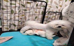 Bichon Frise dogs for sale: KC. REG BICHON FRISE PUPS - Advert 10
