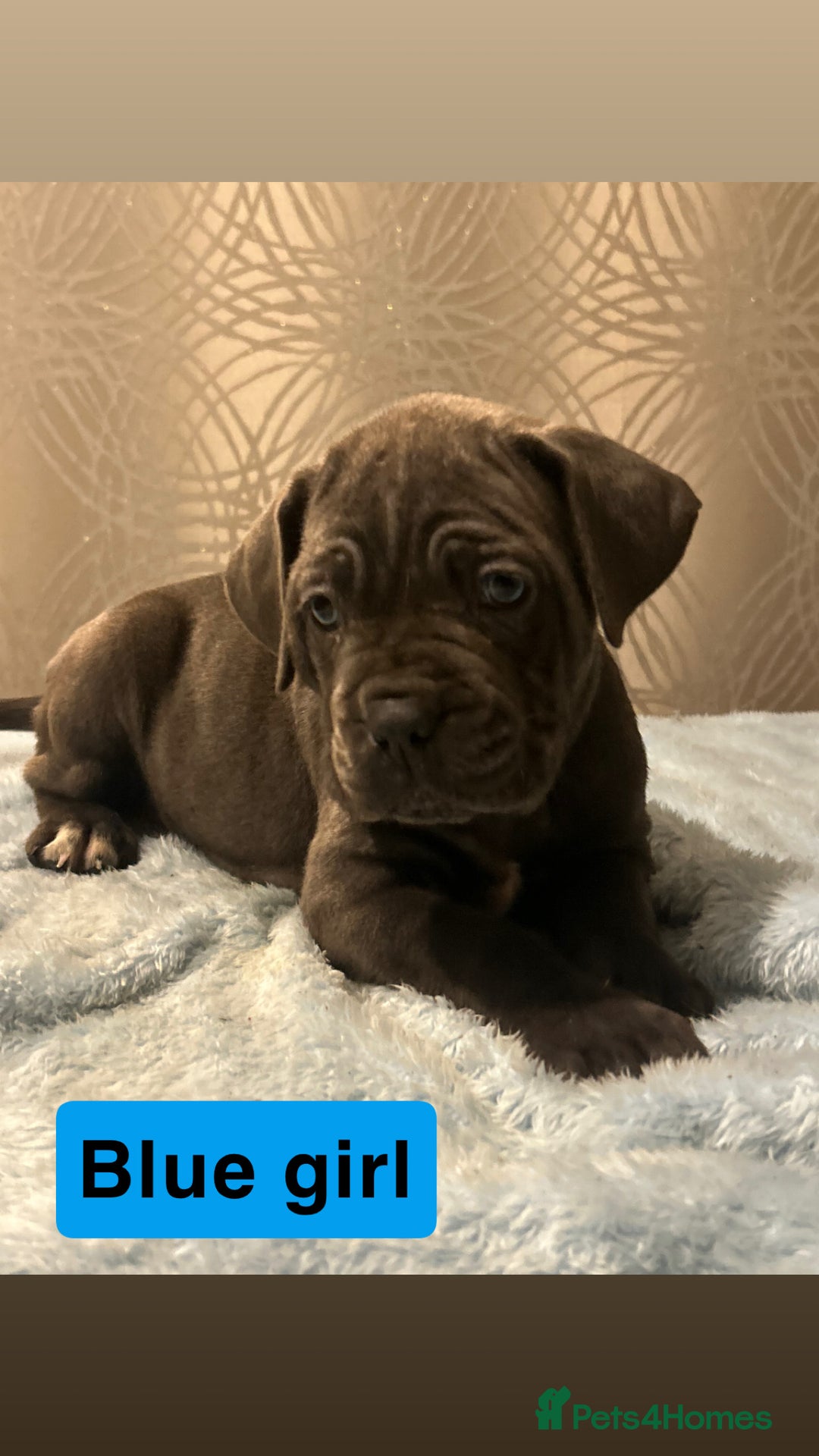 Cane Corso dogs for sale: 🐾 Stunning Cane Corso Puppies Available! 🐾 - Advert 16