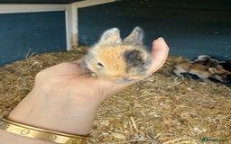 Harlequin rabbits for sale: Harlequin Baby rabbits for sale   - Image 7