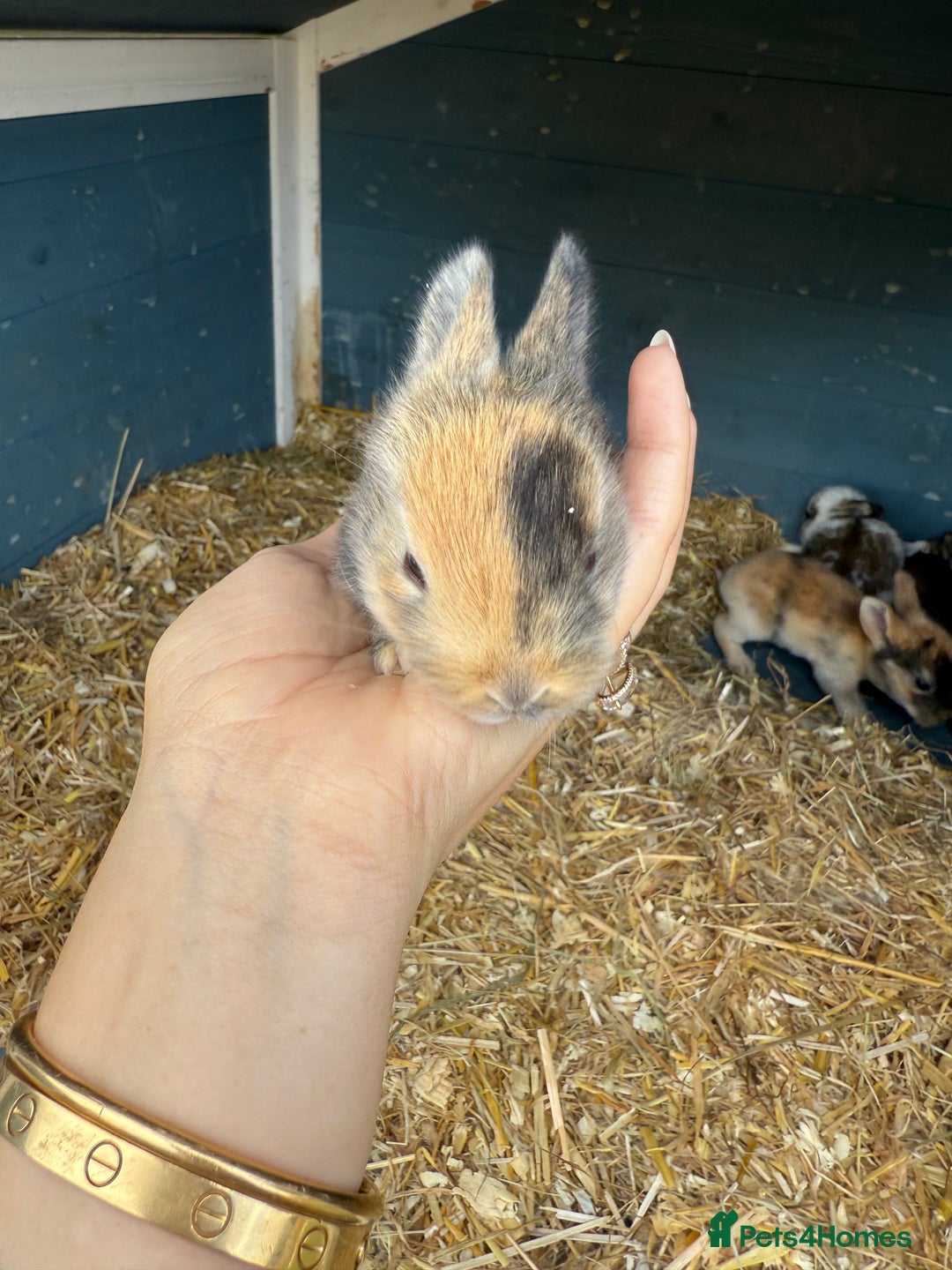 Harlequin rabbits for sale: Harlequin Baby rabbits for sale   - Image 7