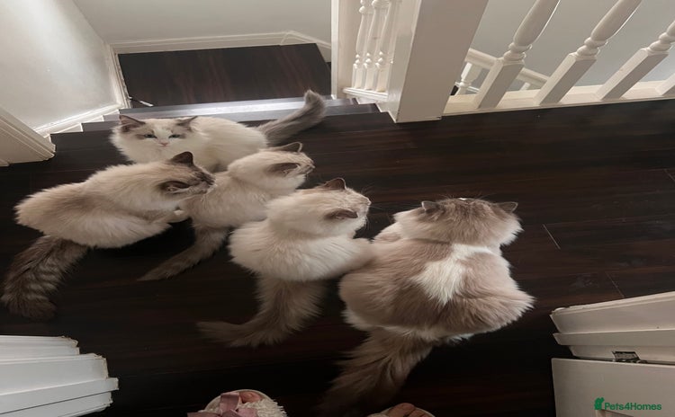 Ragdoll cats Pure breed ragdoll - Advert 1