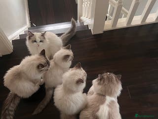 Ragdoll cats Pure breed ragdoll - Advert 3