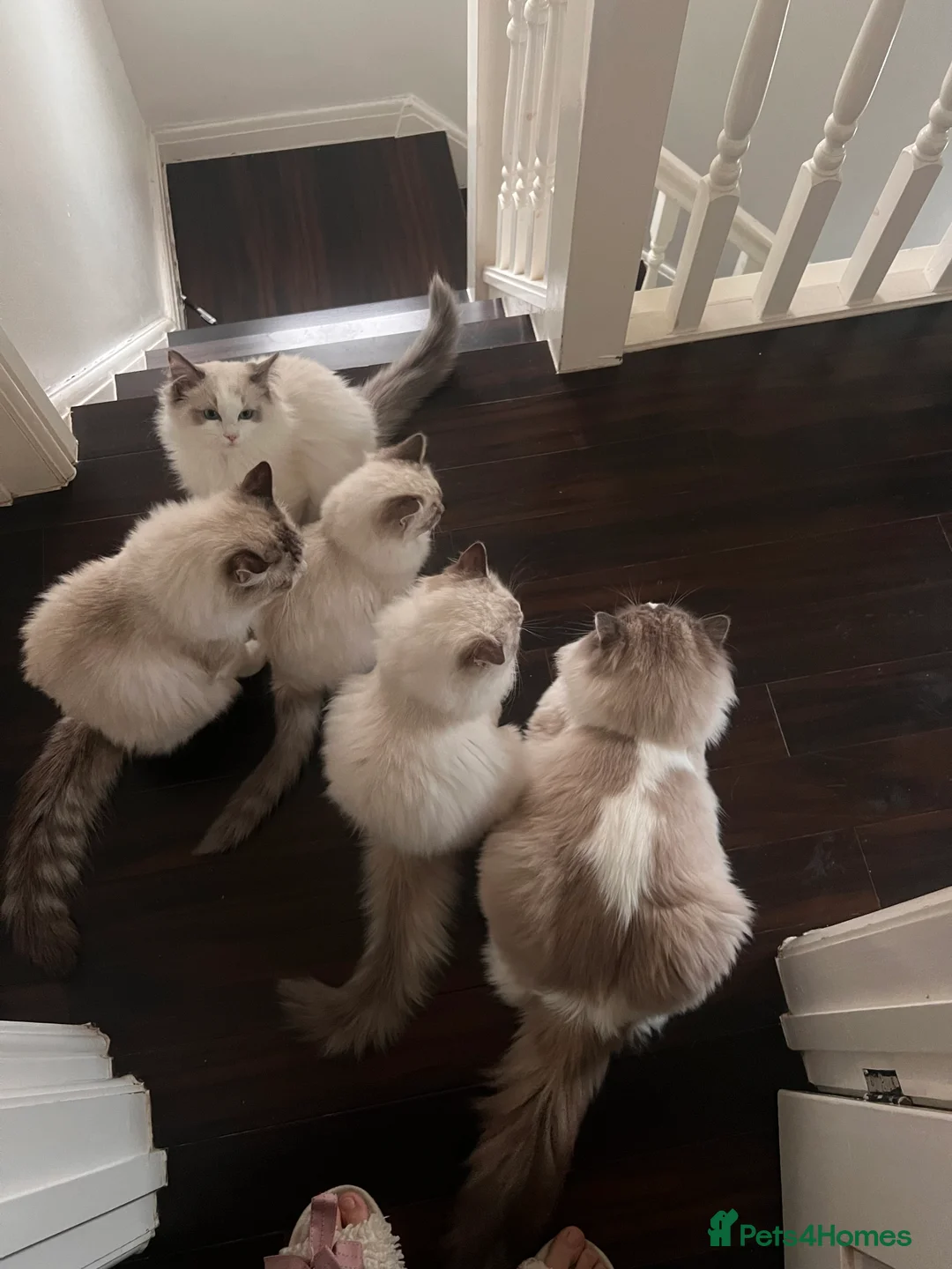 Ragdoll cats for sale: Pure breed ragdoll - Advert 1