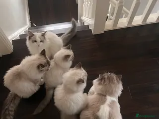 Ragdoll cats Pure breed ragdoll - Advert 15