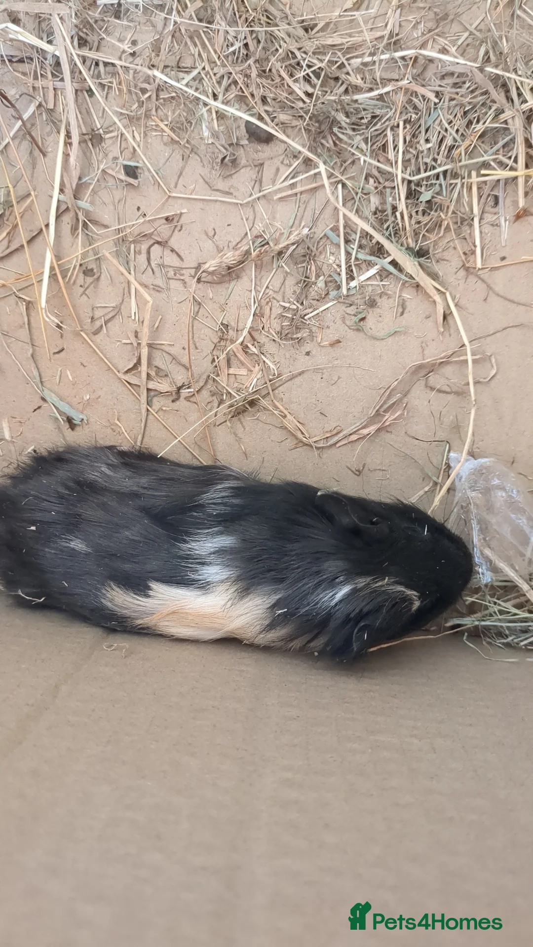 Guinea Pig rodents for sale: Little boy piggy - Advert 2