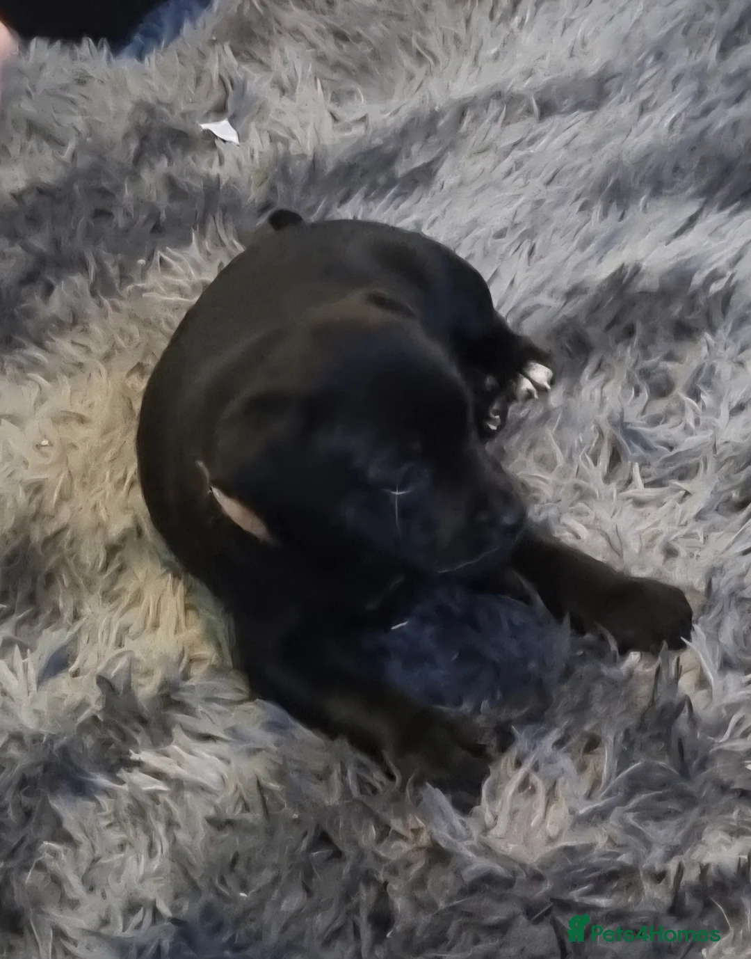 Mixed Breed dogs for sale: 3 xx Stunning Girls Left Staffador Puppies  - Advert 2