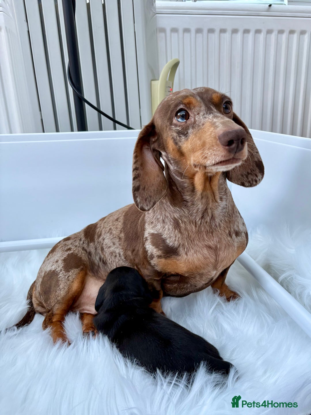 Dachshund dogs for sale: Shorthaired Miniature Dachshund - Advert 1
