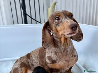 Dachshund dogs Shorthaired Miniature Dachshund - Advert 17