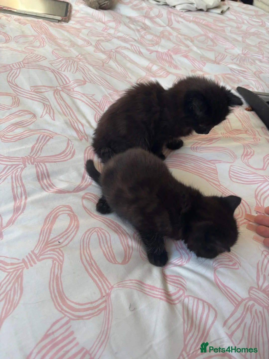 Mixed Breed cats for sale: 3 mixed breed short and long haired kittens  in Basingstoke - Advert 13