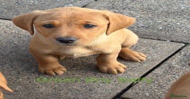 Labrador Retriever dogs - Advert 7