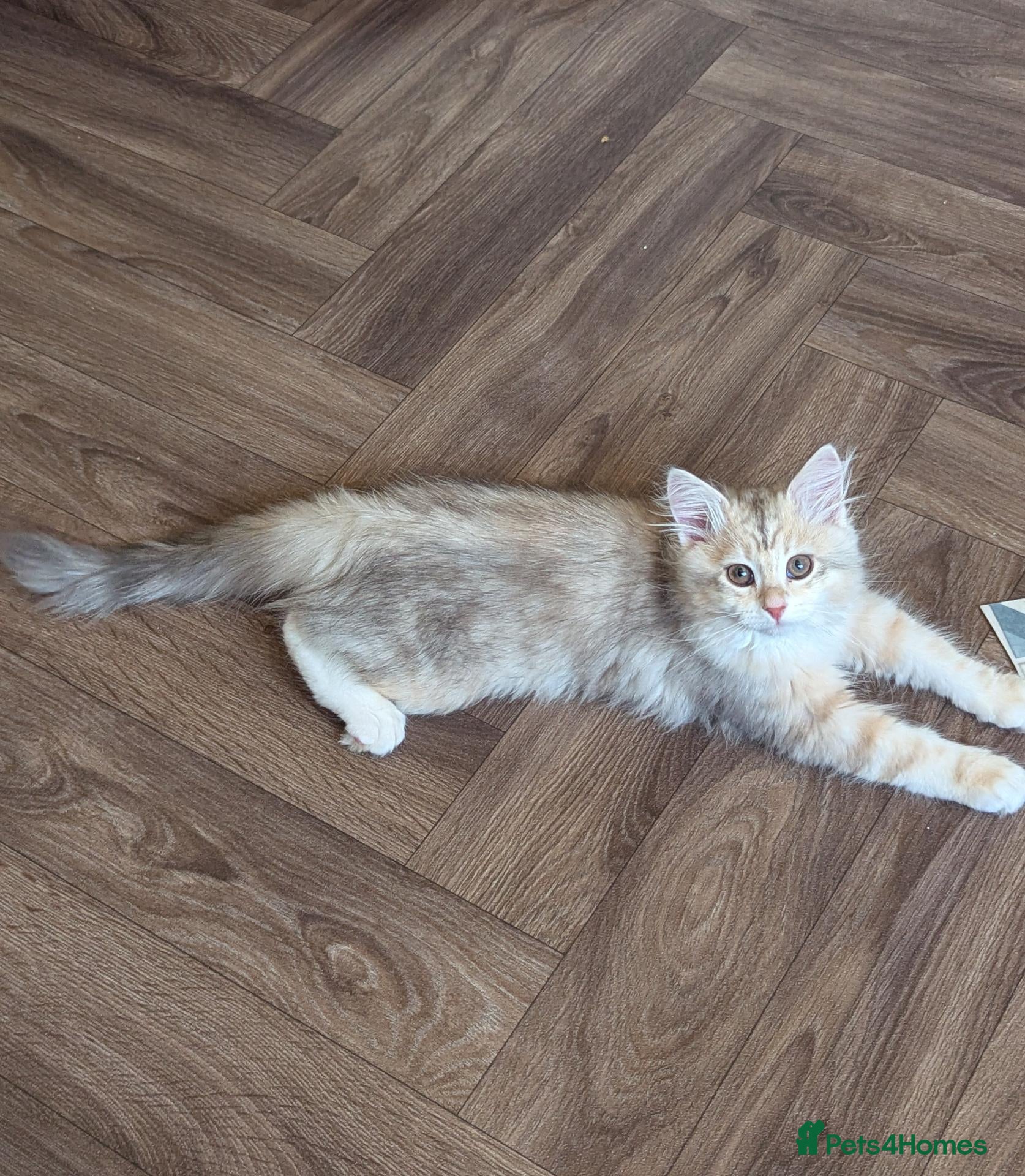 Siberian cats for sale: Bimetallic TICA Reg. from Health Tested Parents - Advert 2