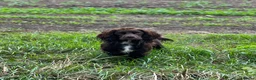 Cocker Spaniel dogs for stud: Working Cocker Spaniel For Stud - Advert 8