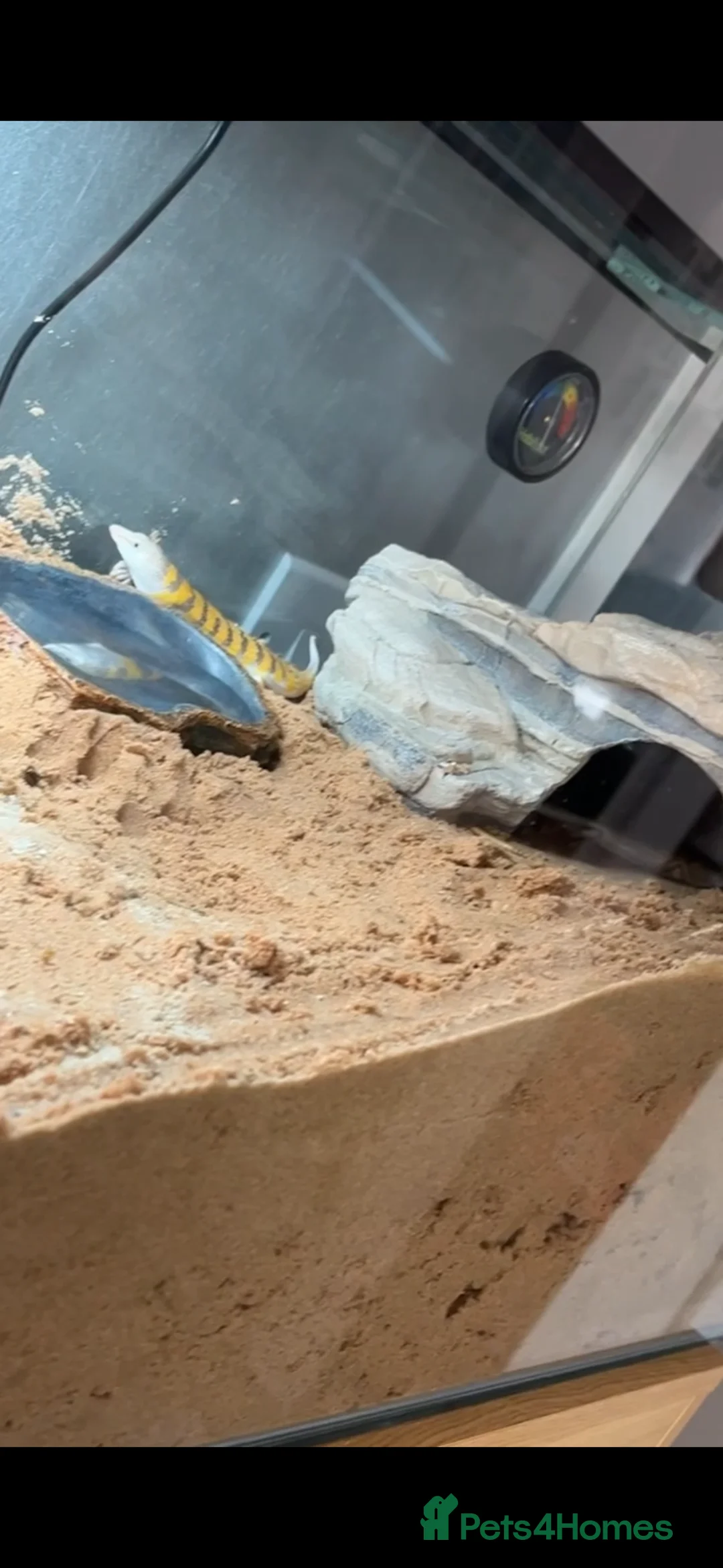 Skink reptiles for sale: Sandfish skink - Advert 1
