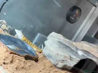 Skink reptiles Sandfish skink - Advert 1