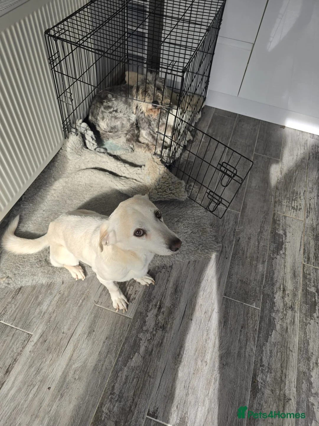 Mixed Breed dogs for sale: 2 DOGS TO REHOME - FREE - Advert 1