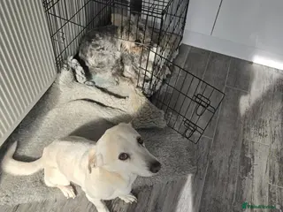 Mixed Breed dogs 2 DOGS TO REHOME - FREE - Advert 1