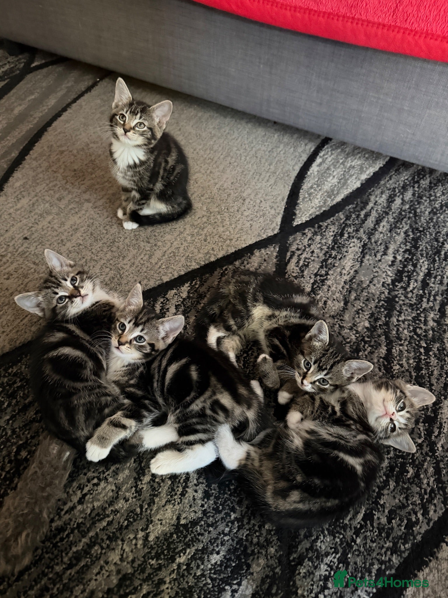 European cats Adorable Kittens - Advert 2