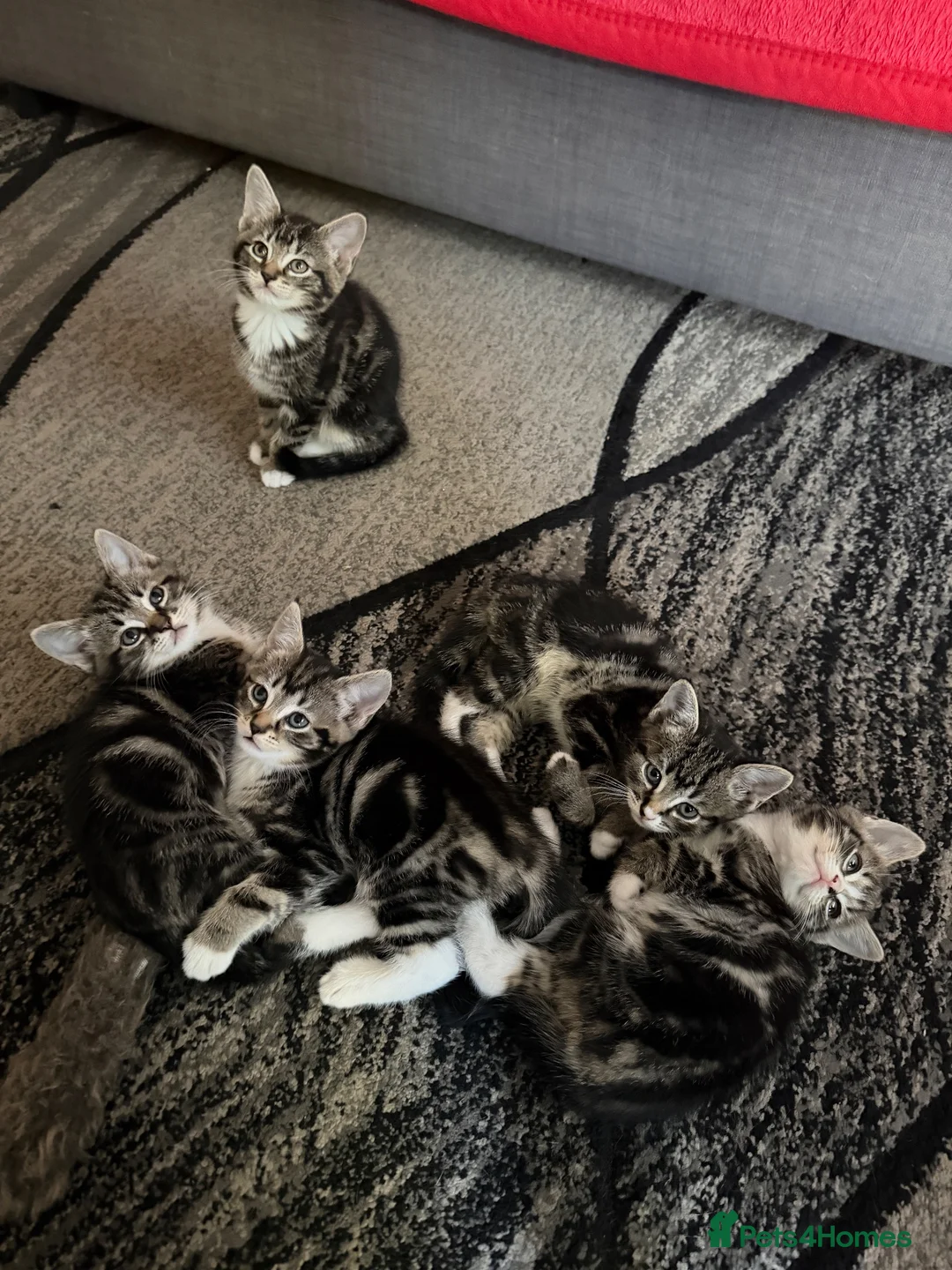 European cats for sale: Adorable Kittens - Advert 1