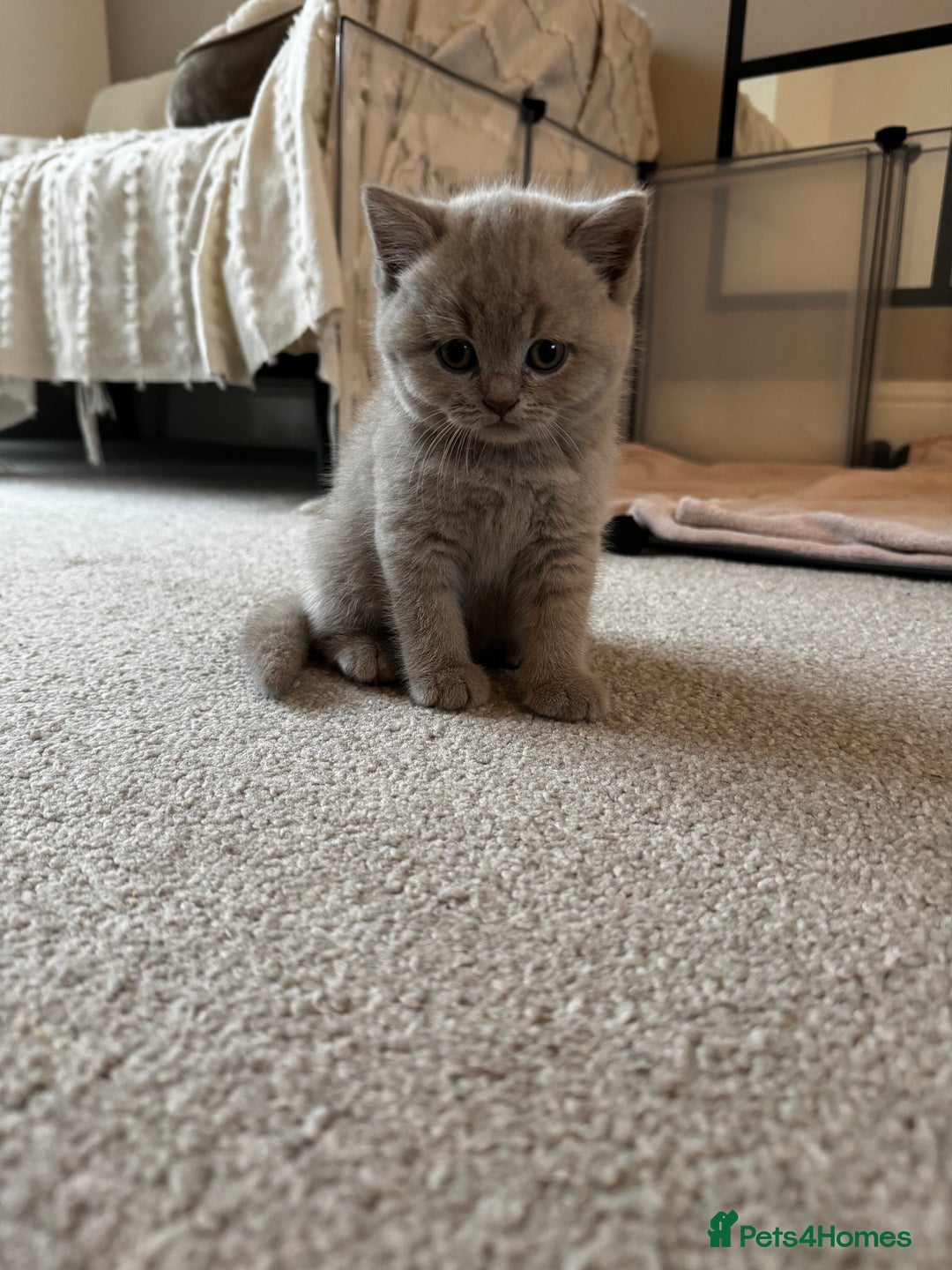 British Shorthair cats for sale: Beautiful Lilac BSH Kittens – Pedigree Parents - Advert 1