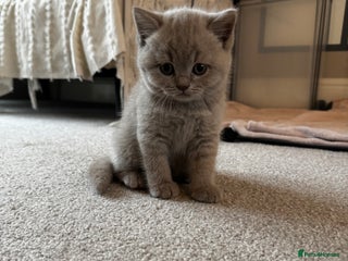 British Shorthair cats Beautiful Lilac BSH Kittens – Pedigree Parents - Advert 1