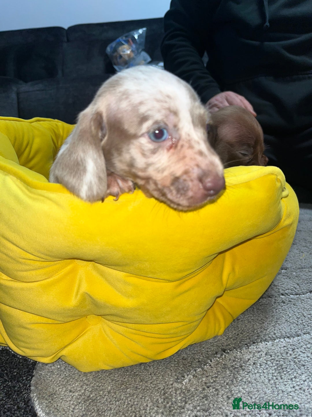 Dachshund dogs for sale: Dachund puppies for sale! - Advert 3