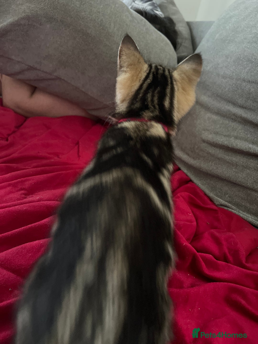 Mixed Breed cats for sale: Two beautiful brothers needing a forever home  - Image 7