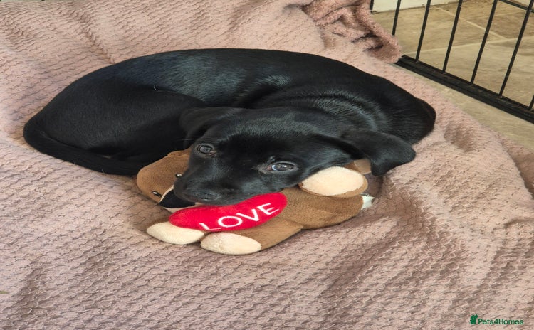 Mixed Breed dogs Staffador Puppies for sale - Advert 16