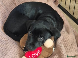 Mixed Breed dogs Staffador Puppies for sale - Advert 19