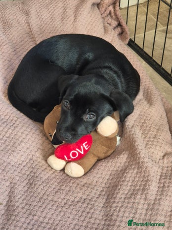 Mixed Breed dogs Staffador Puppies for sale - Advert 16