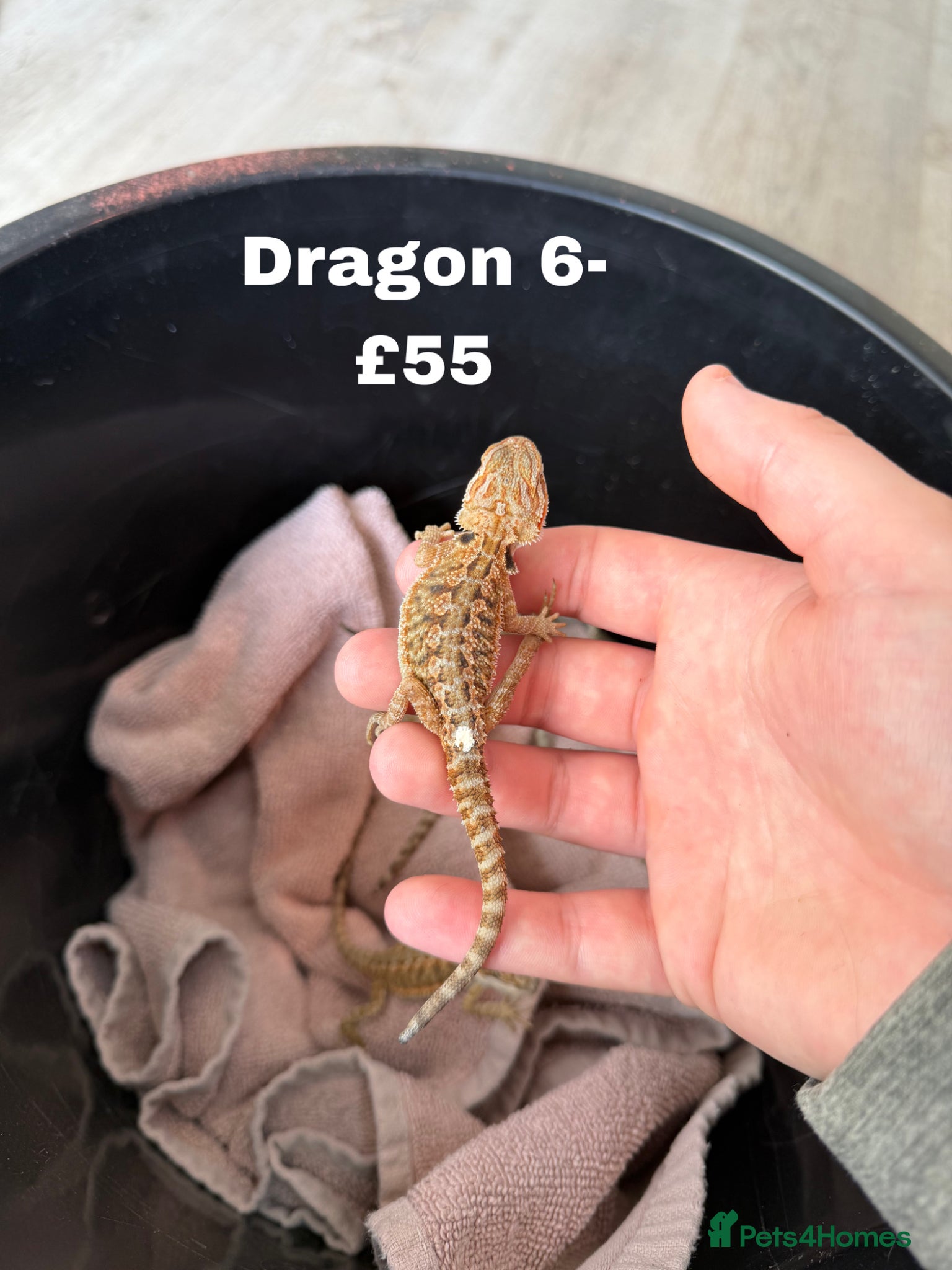 Bearded Dragon reptiles Bearded Dragons Ready to go FINAL 2 - Advert 1