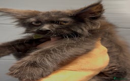 Maine Coon cats for sale: XL maine coon kittens Russia bloodlines Ready Now in Spalding - Image 8