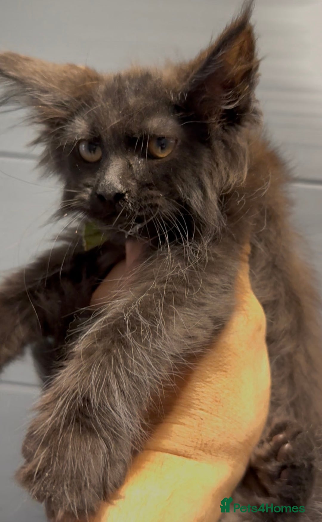 Maine Coon cats for sale: XL maine coon kittens Russia bloodlines Ready Now in Spalding - Image 8