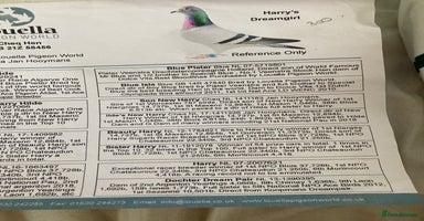 Pigeons birds - Advert 11
