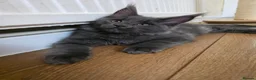 Maine Coon cats for sale: GCCF Gorgeous mainecoon kittens  - Advert 9