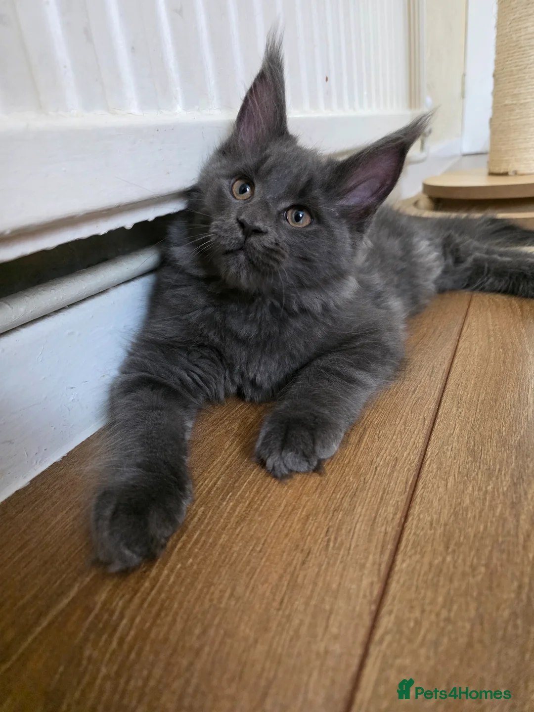 Maine Coon cats for sale: GCCF Gorgeous mainecoon kittens  - Advert 9