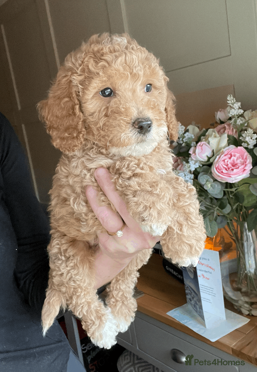 Cockapoo dogs for sale: F1b TOY COCKAPOO PUPS - DNA Health Tested!! - Advert 7