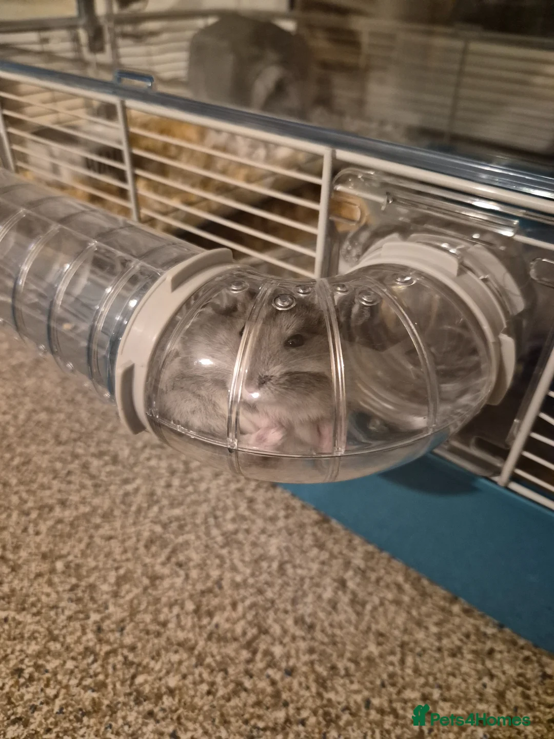 Hamster rodents for sale: Pedro the hamster is looking for a new home - Advert 4