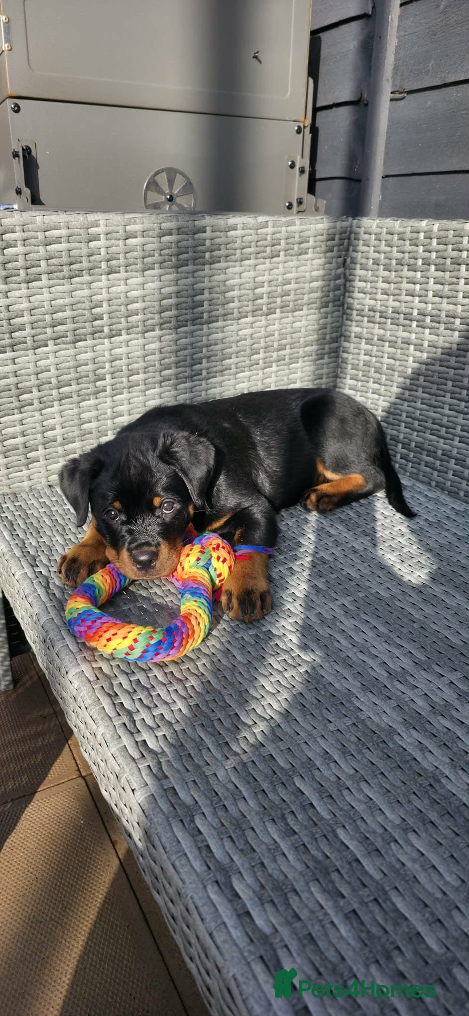 Rottweiler dogs 🐾 Beautiful Rottweiler Puppy - Advert 12