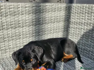 Rottweiler dogs 🐾 Beautiful Rottweiler Puppy - Advert 12