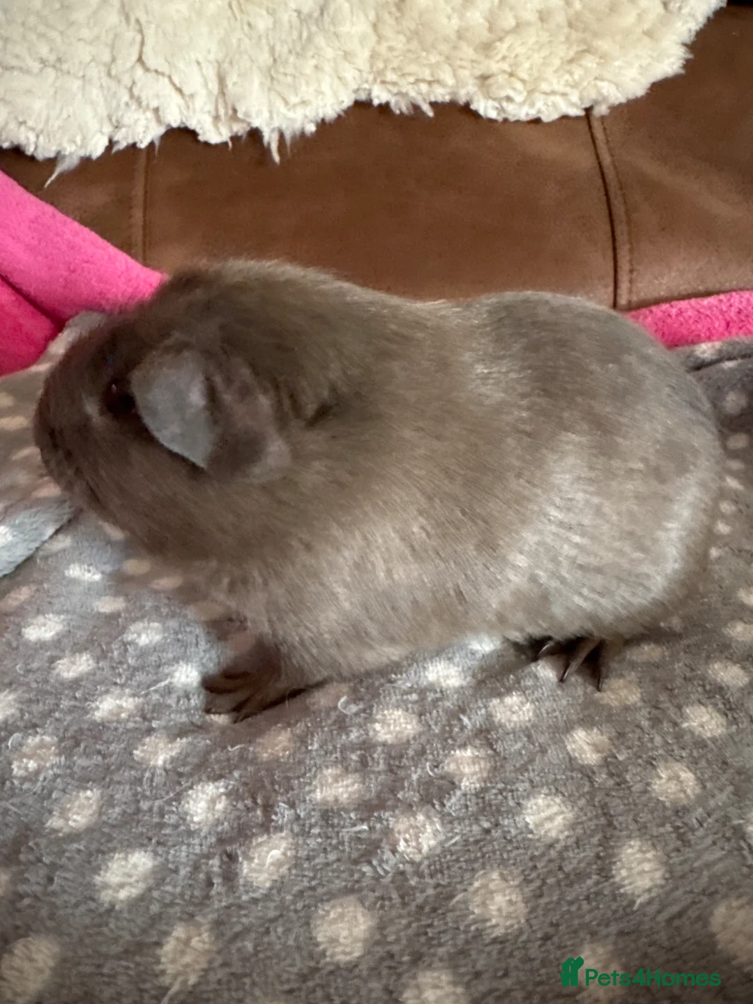 Guinea Pig rodents for sale: Slate baby Guinea pig boars  - Advert 4