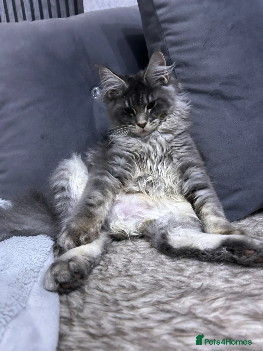 Maine Coon cats for sale: Maine Coon  in Walsall - Advert 10