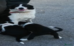 Border Collie dogs for sale: Border Collie Pups For Sale - Image 6