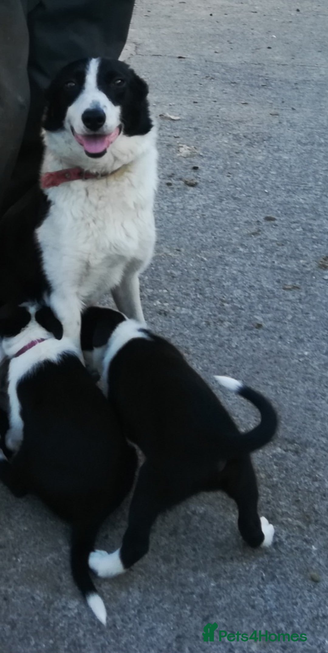 Border Collie dogs for sale: Border Collie Pups For Sale - Image 6