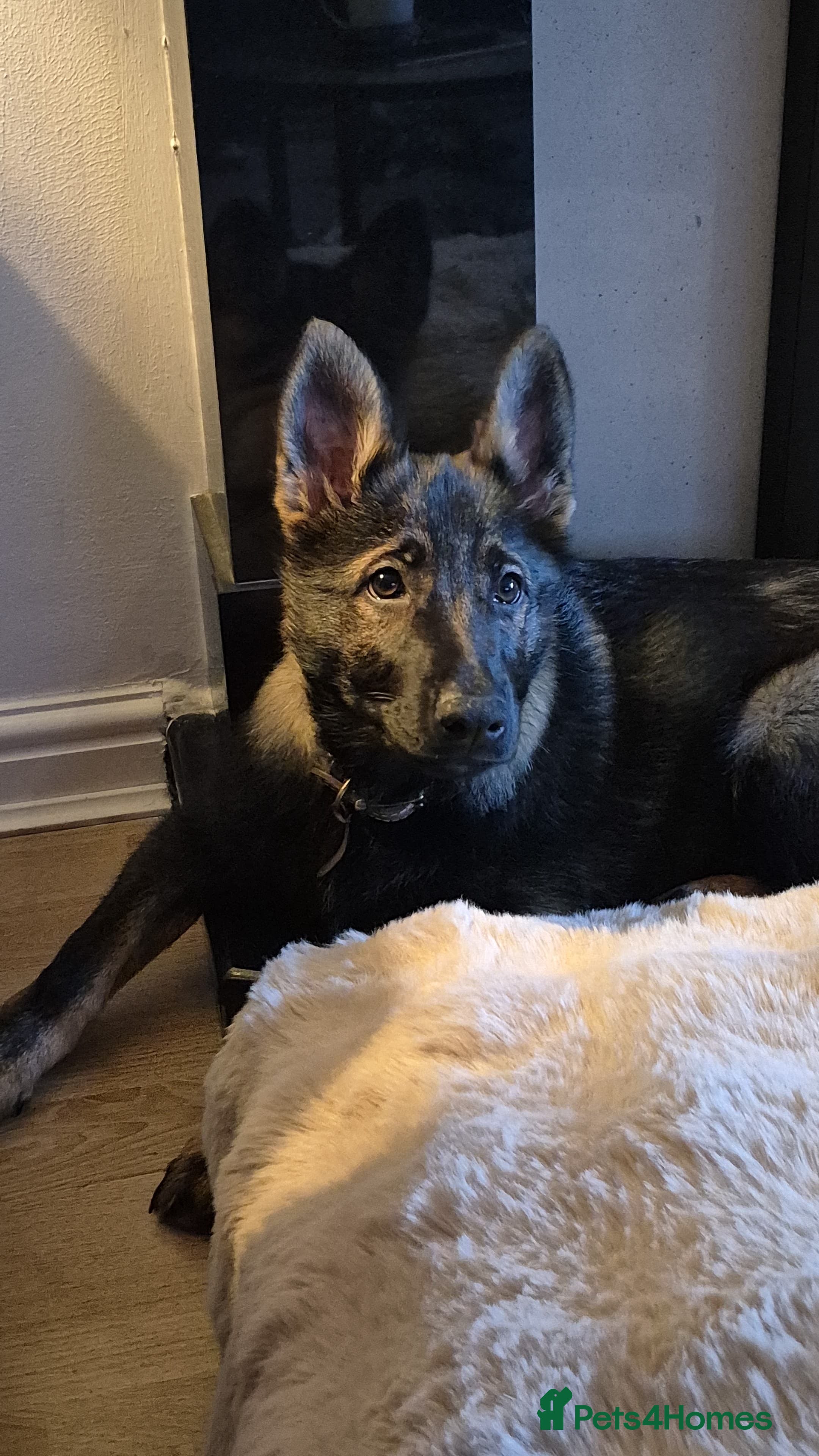 German Shepherd dogs Puppy Exceptional Bloodline German Shepherd - Advert 4