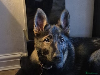 German Shepherd dogs Female German Shepherd exceptional blood line - Advert 4