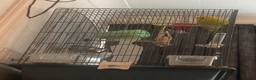Budgerigars birds for sale: Budgie for sale  in Wakefield - Advert 1