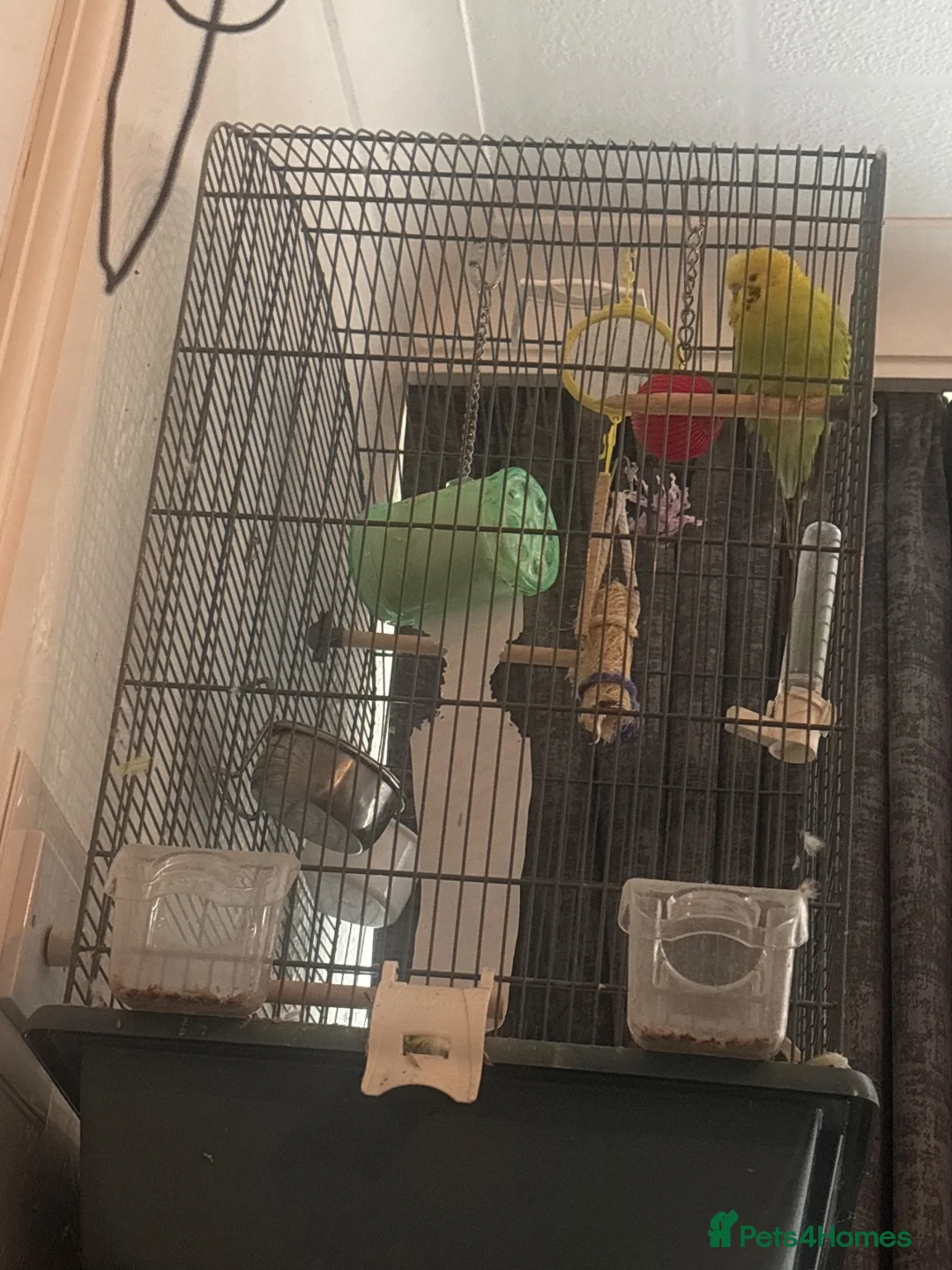 Budgerigars birds for sale: Budgie for sale  in Wakefield - Advert 1