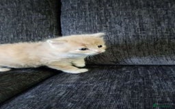 Mixed Breed cats for sale: CREAM male & Tabby female.  - Image 8